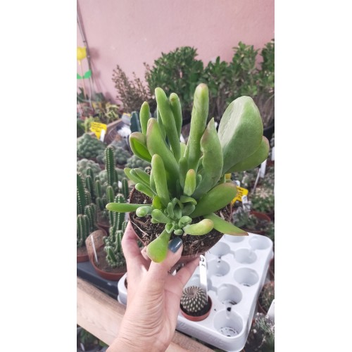 Kalanchoe Lucia Orikula Ithal Koleksiyonluk Özel Tür Sukulent 12 cm Saksıda Kalanchoe Lucia Orikula Ithal Koleksiyonluk Özel Tür Sukulent 12 cm Saksıda
