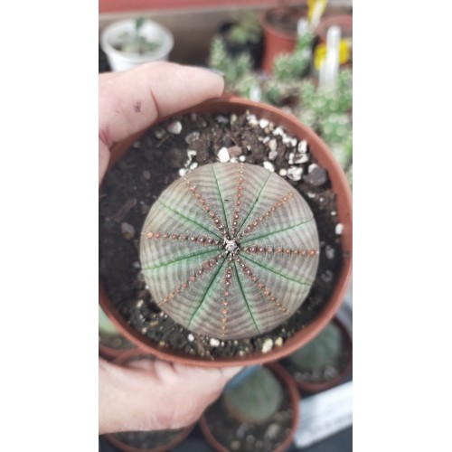 Euphorbia Obesa 8,5 cm saksıda Euphorbia Obesa 8,5 cm saksıda