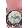 Euphorbia Obesa 8,5 cm saksıda Euphorbia Obesa 8,5 cm saksıda