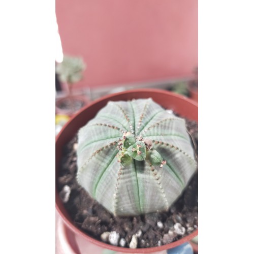 Euphorbia Obesa 8,5 cm saksıda Euphorbia Obesa 8,5 cm saksıda