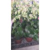 KALANCHOE MAGİC BELLS – 14 CM PLASTİK SAKSIDA KALANCHOE MAGİC BELLS – 14 CM PLASTİK SAKSIDA
