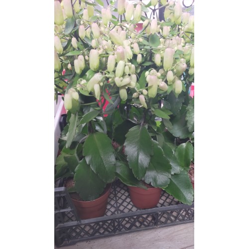 KALANCHOE MAGİC BELLS – 14 CM PLASTİK SAKSIDA KALANCHOE MAGİC BELLS – 14 CM PLASTİK SAKSIDA
