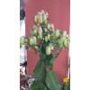 KALANCHOE MAGİC BELLS – 14 CM PLASTİK SAKSIDA KALANCHOE MAGİC BELLS – 14 CM PLASTİK SAKSIDA