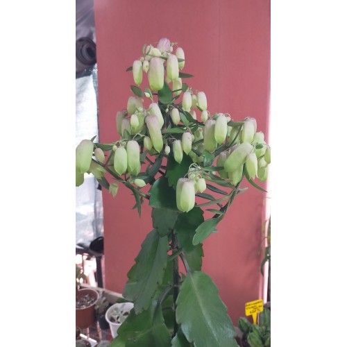 KALANCHOE MAGİC BELLS – 14 CM PLASTİK SAKSIDA KALANCHOE MAGİC BELLS – 14 CM PLASTİK SAKSIDA