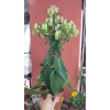 KALANCHOE MAGİC BELLS – 14 CM PLASTİK SAKSIDA KALANCHOE MAGİC BELLS – 14 CM PLASTİK SAKSIDA