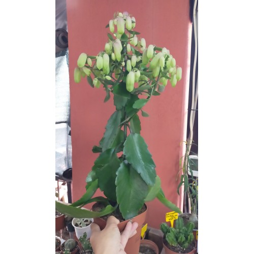 KALANCHOE MAGİC BELLS – 14 CM PLASTİK SAKSIDA KALANCHOE MAGİC BELLS – 14 CM PLASTİK SAKSIDA