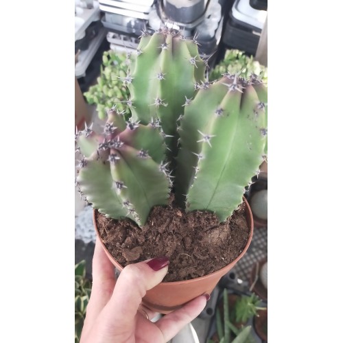 Polaskia chichipe 14cm saksı