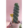 Cereus Forbesii Spiralis -Dönerek Büyüyen Nadir Tür-14-15 cm Uzunluk 11 cm  cm Plastik Saksıda
