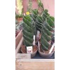 Cereus Forbesii Spiralis -Dönerek Büyüyen Nadir Tür-14-15 cm Uzunluk 11 cm  cm Plastik Saksıda