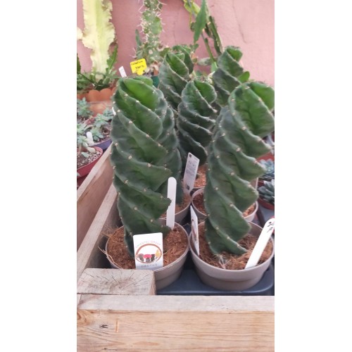 Cereus Forbesii Spiralis -Dönerek Büyüyen Nadir Tür-14-15 cm Uzunluk 11 cm  cm Plastik Saksıda