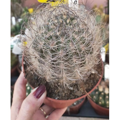 Eriosyce Villosa -Koleksiyonluk Tür-14 cm saksı