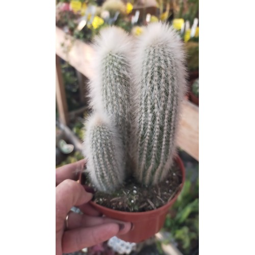 Cleistocactus Strausii 10,5 cm saksıda 