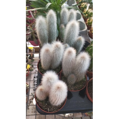 Cleistocactus Strausii 10,5 cm saksıda
