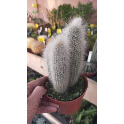 Cleistocactus Strausii 10,5 cm saksıda