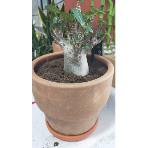 Adenium Baobab(Terracotta saksıda)