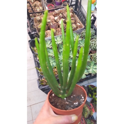 Euphorbia Alluaudii - Cat Tails Euphorbia-Koleksiyonluk Tür- 10,5 cm saksıda