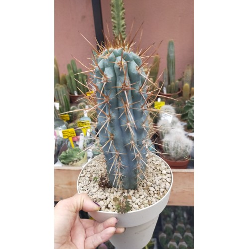 Browningia hertlingiana-Koleksiyonluk Özel Tür 16 cm plastik saksıda