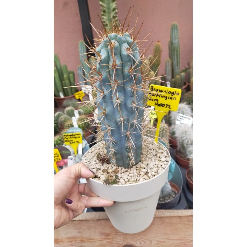 Browningia hertlingiana-Koleksiyonluk Özel Tür 16 cm plastik saksıda