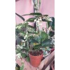 MADAGASKAR YASEMİNİ