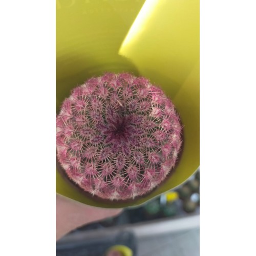 Echinocereus Rubrispinus Echinocereus Rubrispinus