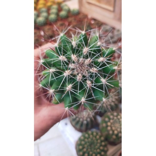 Thelocactus Garciae 8,5 CM SAKSIDA Thelocactus Garciae 8,5 CM SAKSIDA