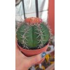 Melocactus Matazanus Melocactus Matazanus