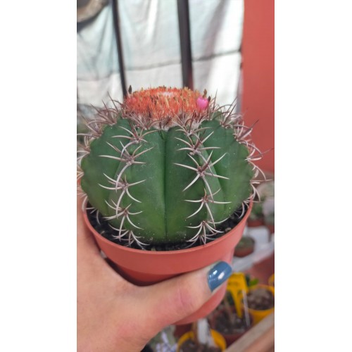 Melocactus Matazanus Melocactus Matazanus