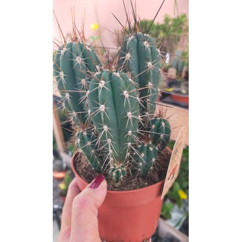 Stetsonia Coryne 12 cm saksıda