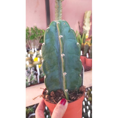 Cuddly cactus Cuddly cactus