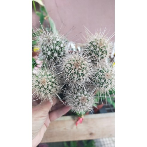 Sutun Kaktüs Sutun Kaktüs