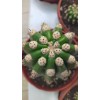 Trichocereus Grandiflorus