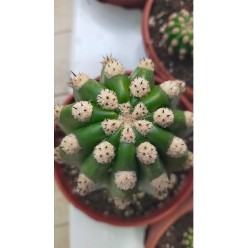 Trichocereus Grandiflorus