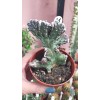 Monvillea Spegazinni Monvillea Spegazinni