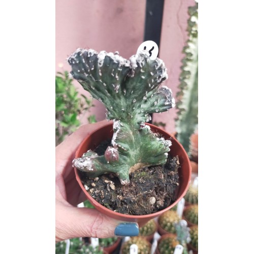 Monvillea Spegazinni 8,5 CM SAKSIDA Monvillea Spegazinni 8,5 CM SAKSIDA