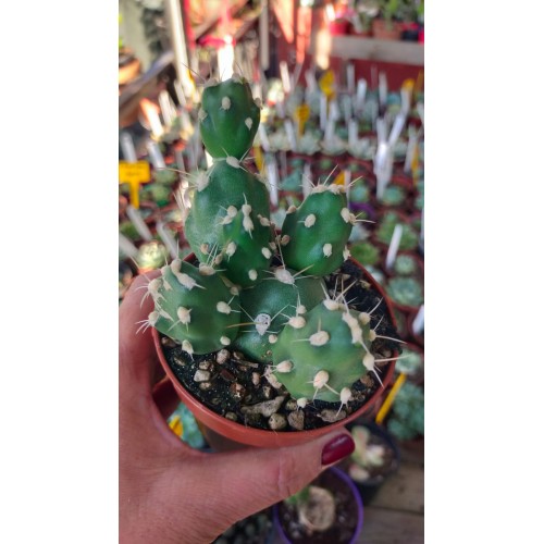 Tephrocactus Rossianus Tephrocactus Rossianus