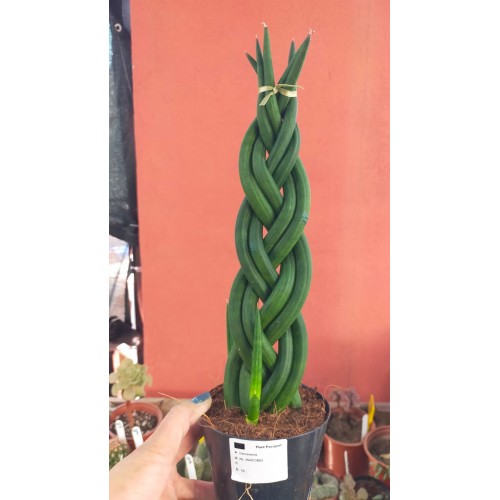 Sansevieria - Örgülü Paşa Kılıcı Sansevieria - Örgülü Paşa Kılıcı