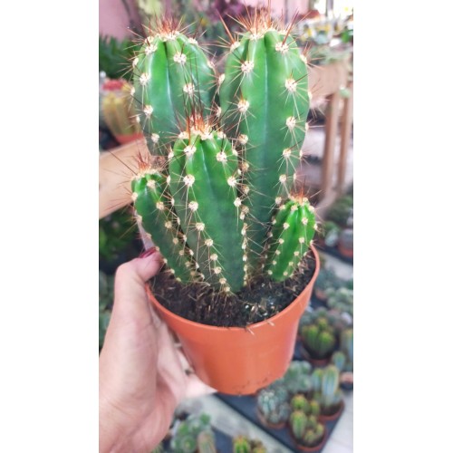 Neocardinasia Herzogiana Bol yavrulu 12 cm saksıda Neocardinasia Herzogiana Bol yavrulu 12 cm saksıda