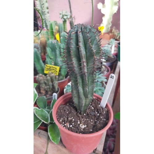 Euphorbia Horrida