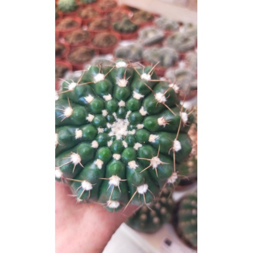Notocactus Uebelmannianus 8,5 CM SAKSIDA Notocactus Uebelmannianus 8,5 CM SAKSIDA