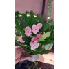 euphorbia milii