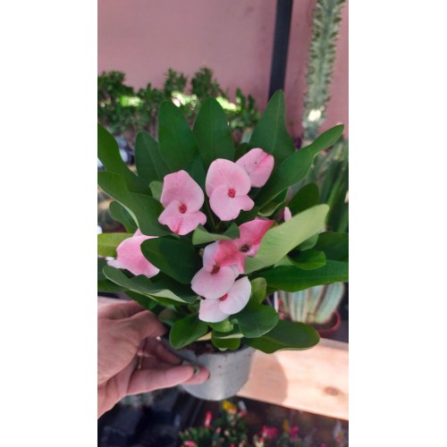 euphorbia milii