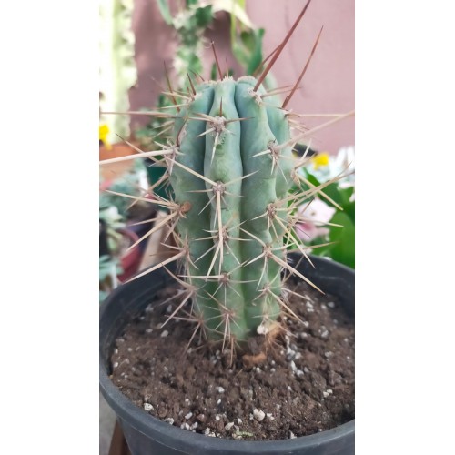 Browningia Hortlingiana Browningia Hortlingiana