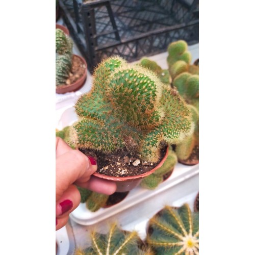 Weberbauerocereus Jonsonii cristat Weberbauerocereus Jonsonii cristat